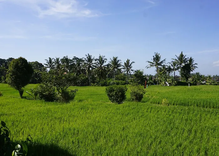 Sari Bamboo